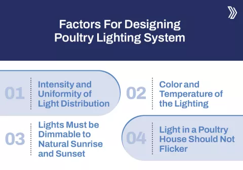 Importance of  Poultry Lighting System